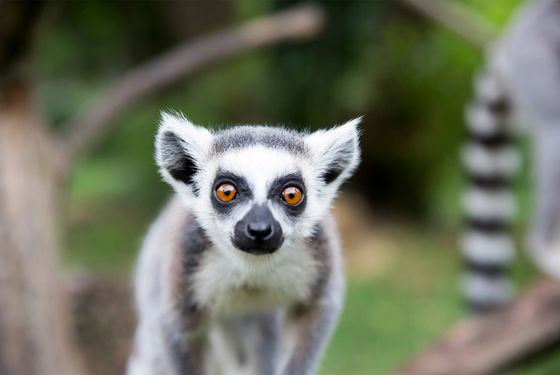 Ring-tailed lemur