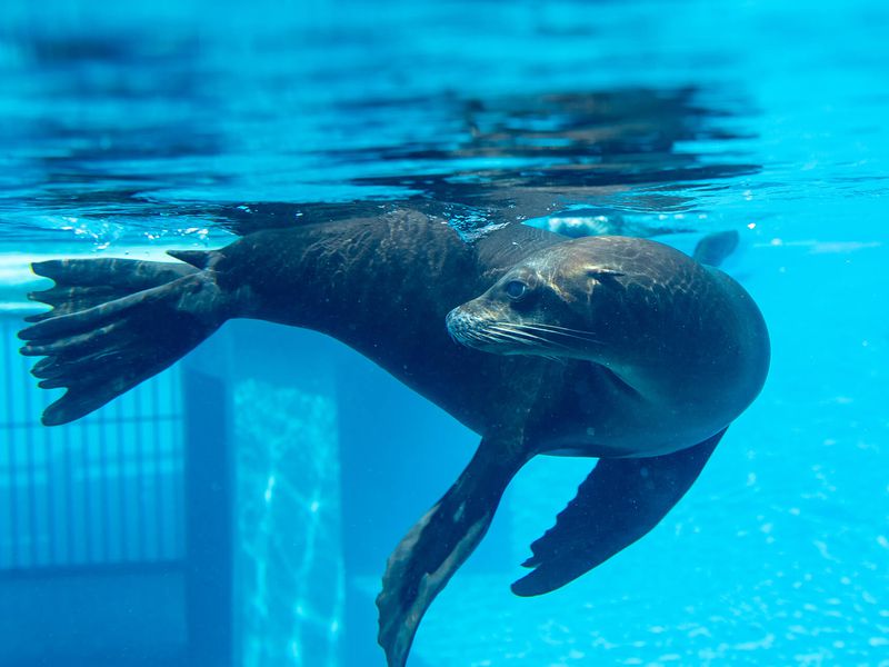 Otarie Zooparc De Beauval