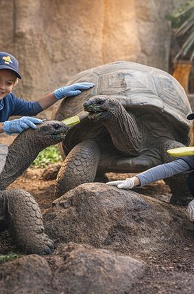 Activité Soigneur d'un Jour Famille - Contact privilégié avec tortues - Au plus près des animaux - ZooParc de Beauval