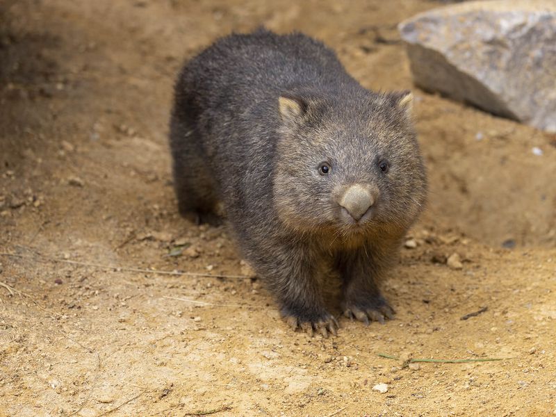 Wombat - Animal unique en France - Territoire Les Terres Rouges - ZooParc de Beauval Wombat - Animal unique en France - Territoire Les Terres Rouges - ZooParc de Beauval