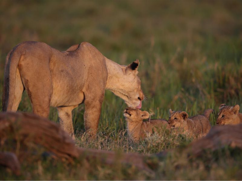 Lions d’Afrique - Animaux extraordinaires du ZooParc Lions d'Afrique - Animaux extraordinaires du ZooParc
