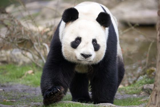 Les premiers pandas géants hébergés à Beauval, Huan Huan et Yuan Zi, vont bientôt repartir en Chine