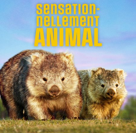 Nouveautés 2026 - Terres Rouges et Bucolia - ZooParc de Beauval