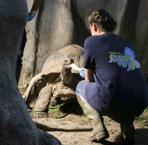 Activité Soigneur d'un Jour - Nourrissage tortues géantes - ZooParc de Beauval