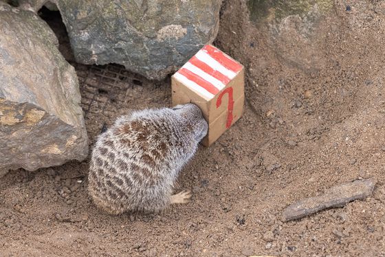 Atelier enrichissement de Noël - Activité familiale - ZooParc de Beauval