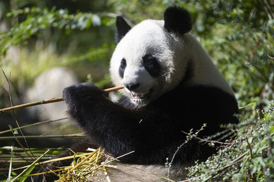 Toussaint à Beauval : les dernières vacances pour voir les jumelles pandas avant leur départ