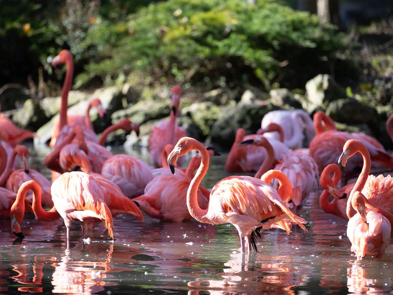 Great South American Aviary - Caribbean flamingos - ZooParc de Beauval