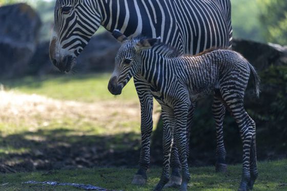 Naissance surprise d’un zèbre de Grévy sous les yeux des visiteurs