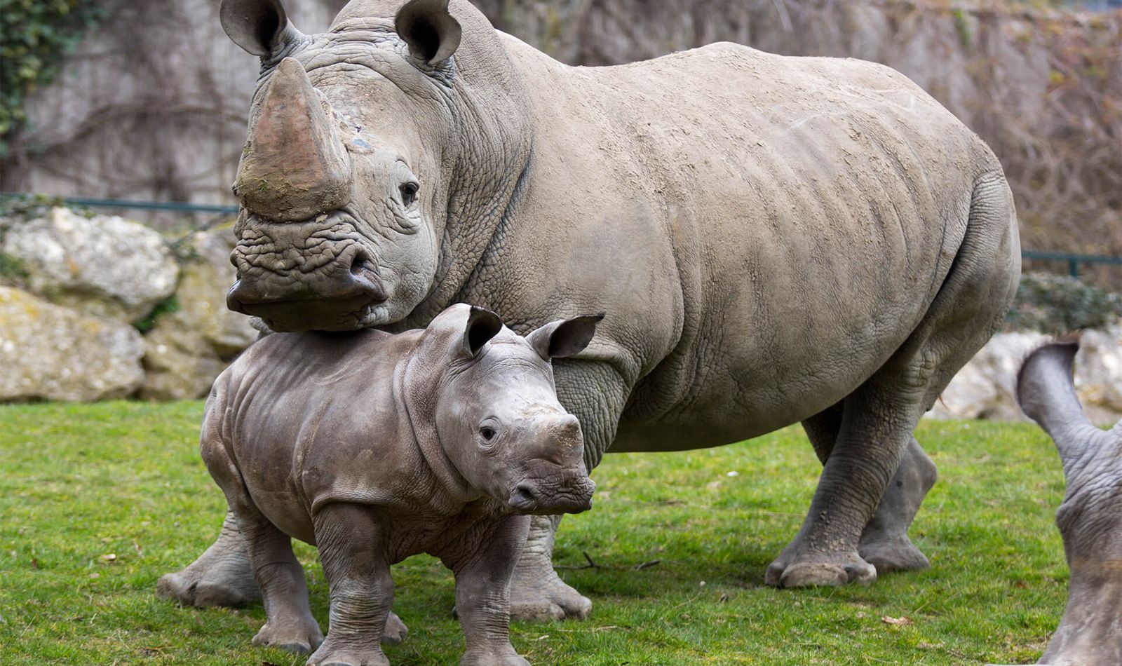 Rhinocéros blancs - Animaux extraordinaires du ZooParc