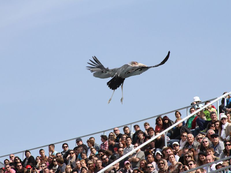 Marabout au dessus des gradins - Spectacle d'oiseaux - Les Maîtres des Airs