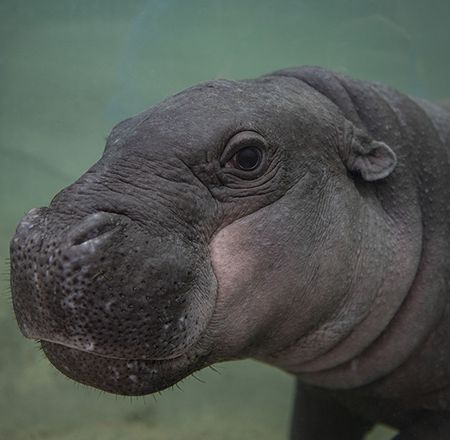 Les hippopotames pygmées - Animation - Activité du ZooParc de Beauval