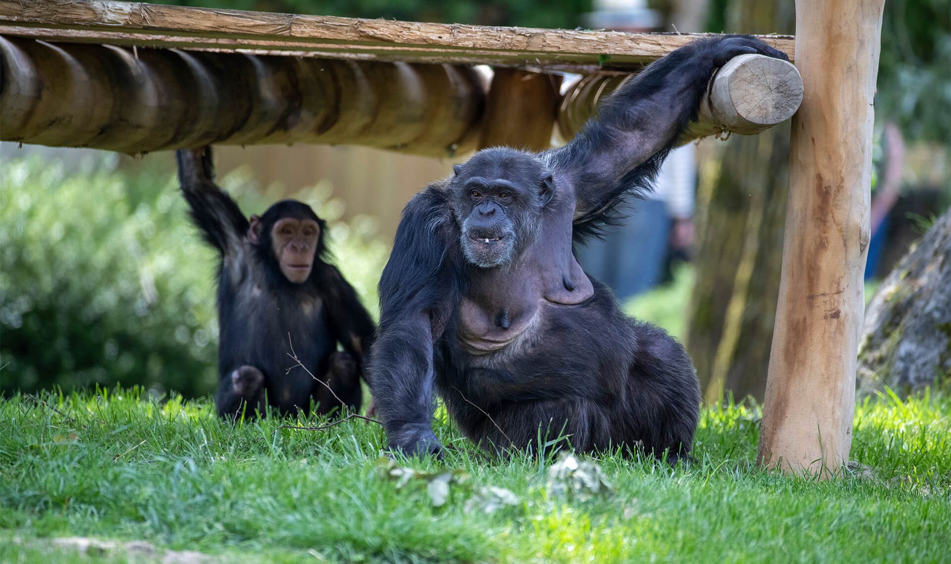 Chimpanzé ZooParc de Beauval