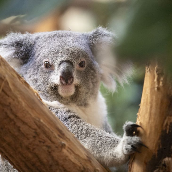 Koala - Animaux extraordinaires du ZooParc