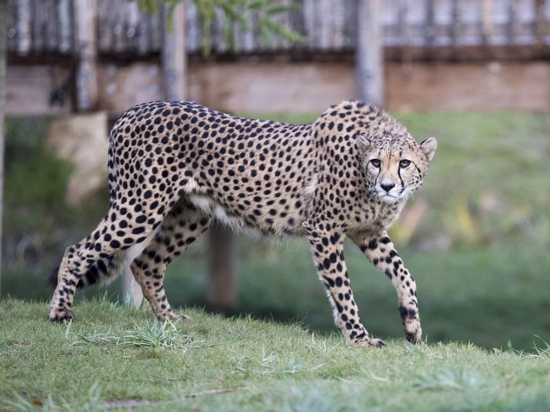 Guépard, le mammifère le plus rapide du monde - Les animaux du Territoire des Guépards - ZooParc de Beauval