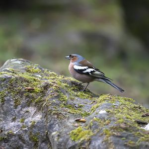 Animations Europe Maison Beauval Nature - Quiz faune locale - ZooParc de Beauval