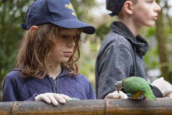 Rencontrer les oiseaux de la serre tropicale - Activité Soigneur d'un Jour junior - ZooParc de Beauval Rencontrer les oiseaux de la serre tropicale - Activité Soigneur d'un Jour junior - ZooParc de Beauval