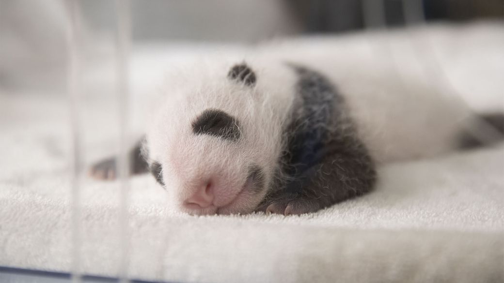 Panda twins are 3 weeks old - Panda cubs - ZooParc de Beauval