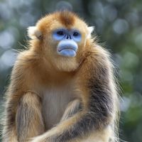 Singe doré - Animaux extraordinaires du ZooParc