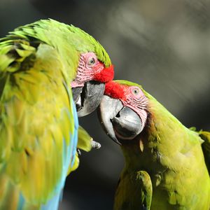 La Rotonde des Perroquets - Territoire du ZooParc de Beauval