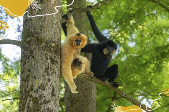 Journée mondiale des grands singes : (re)découvrons nos précieux cousins