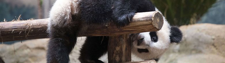 Bebe Confort Toilettes Mini Panda pas cher 