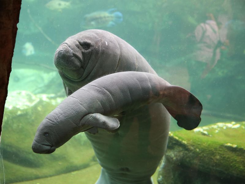 West Indian manatees