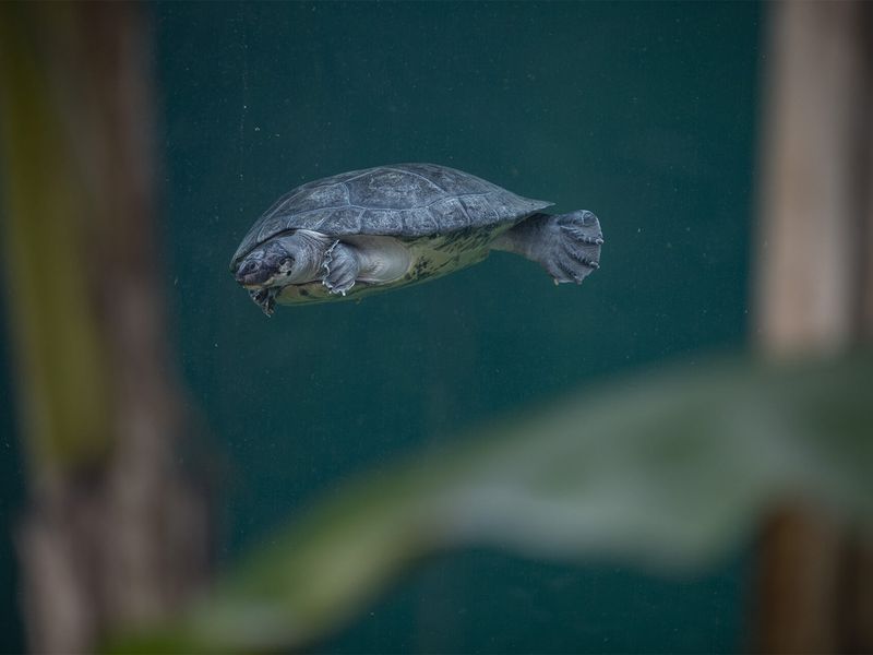 Tortue à nez de cochon - Les animaux du Dôme Équatorial - ZooParc de Beauval