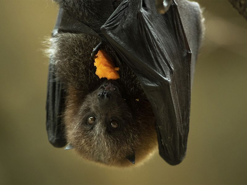 Rodrigues flying fox Rodrigues flying fox