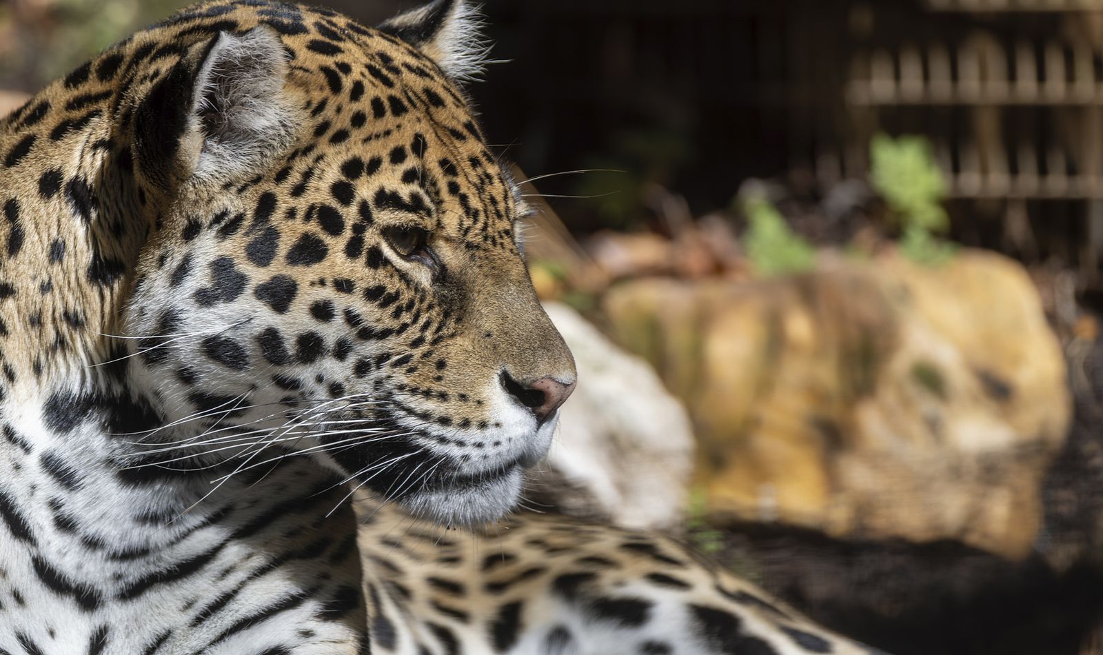 Jaguar - Animaux extraordinaires du ZooParc
