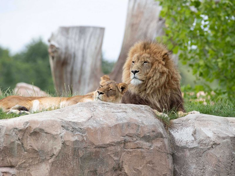 Lions d’Afrique - Animaux extraordinaires du ZooParc