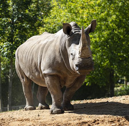 Animation les rhinocéros blancs - Pédagogie - ZooParc de Beauval