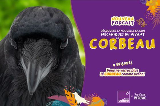 Le corbeau, cet oiseau noir pourtant si brillant, à l’honneur sur France Culture !