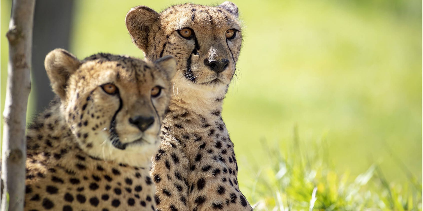 2 frères guépards - Les animaux du Territoire des Guépards - ZooParc de Beauval