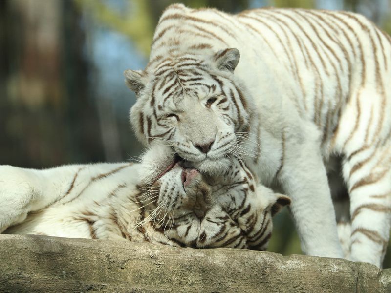 White tiger - Animals of the ZooParc de Beauval