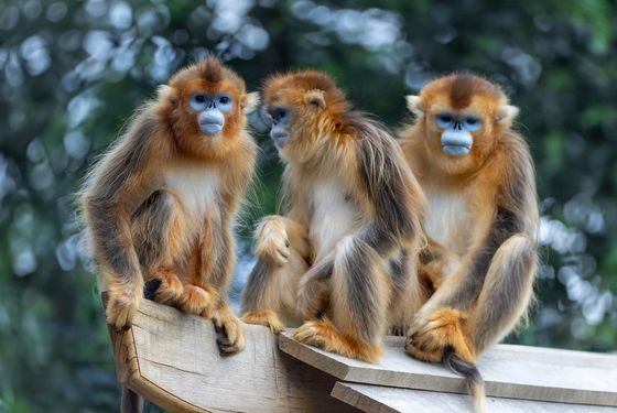 Singes dorés