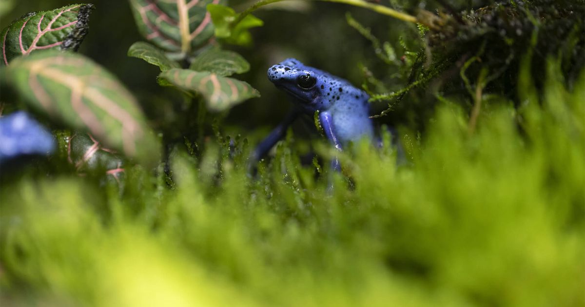 blue poison frog wallpaper