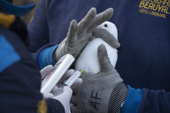 Préserver nos oiseaux : Antoine Leclerc, Directeur Santé Animale et Recherche, explique la vaccination contre la grippe aviaire