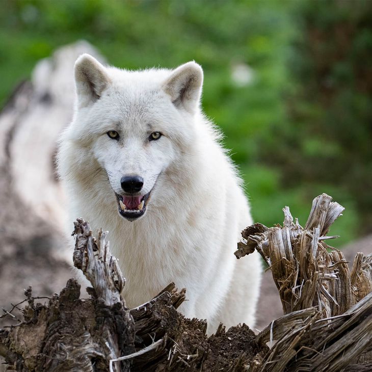 Loup arctique  ZooParc de Beauval