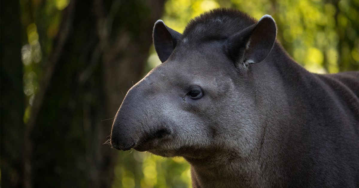Lowland tapir | ZooParc de Beauval