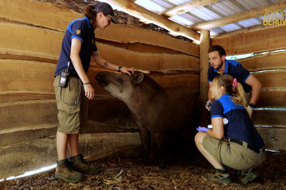 Tapir terrestre : des papouilles, des gratouilles… et un heureux événement en vue