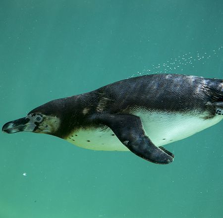 Humboldt penguin