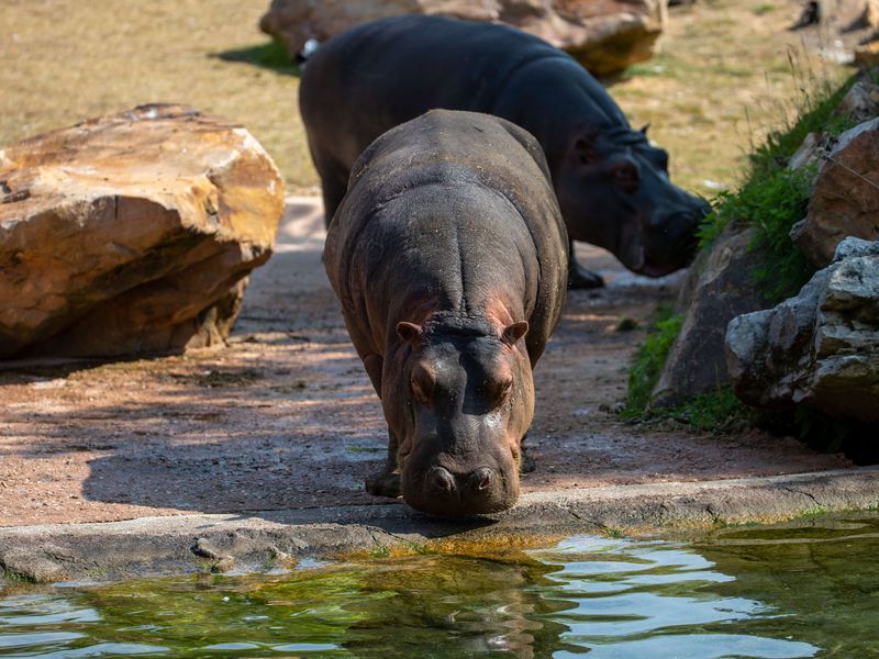 Hippopotame au bord de l'eau - Les animaux de La Réserve des Hippopotames - ZooParc de Beauval
