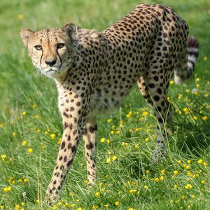 The Cheetah Territory
