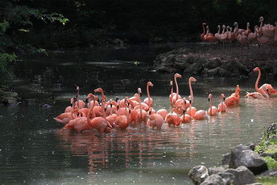Espace flamants roses - Les animaux de L'Allée Historique - ZooParc de Beauval Espace flamants roses - Les animaux de L'Allée Historique - ZooParc de Beauval