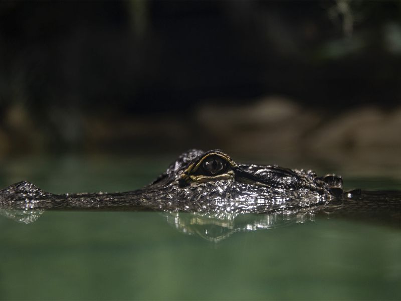 Caïman - Les animaux du Dôme Équatorial - ZooParc de Beauval