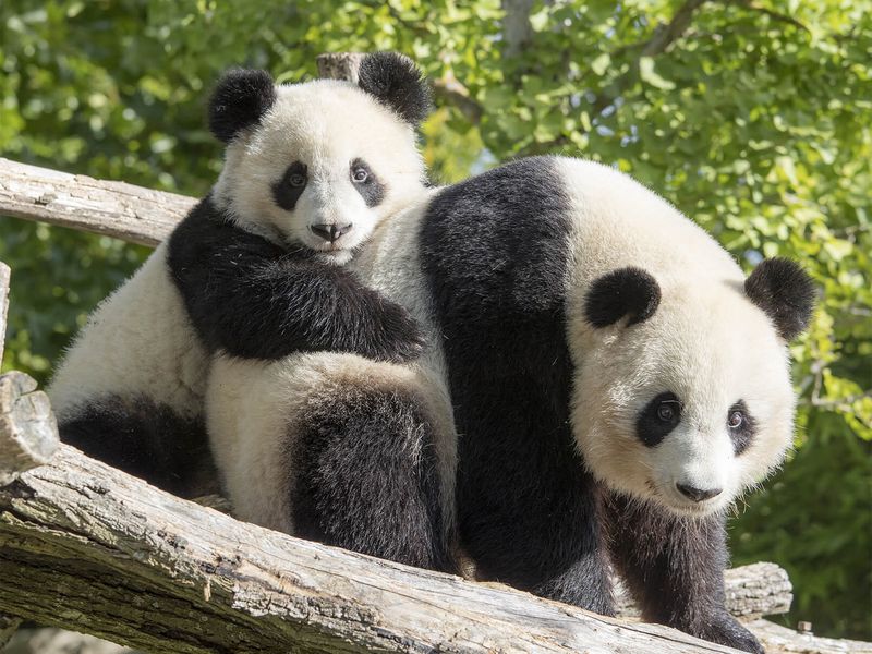 Huan Huan et Yuan Meng - Pandas géants - Les animaux des Hauteurs de Chine - ZooParc de Beauval