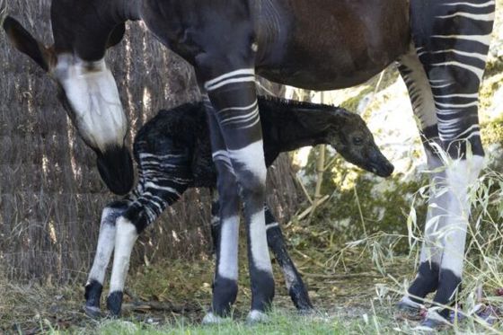 Naissance d’un bébé okapi à Beauval : découvrez le nouveau-né