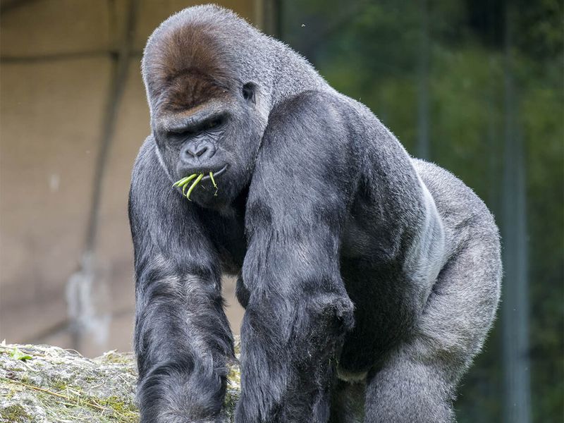 Parrainez Asato, gorille dos argenté - Les animaux de la Serre des Gorilles - ZooParc de Beauval