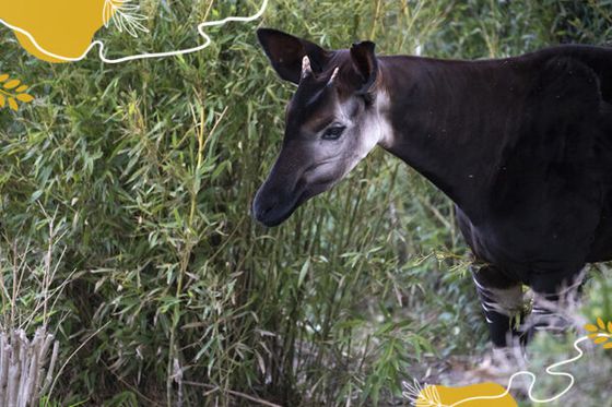 Focus sur les okapis !