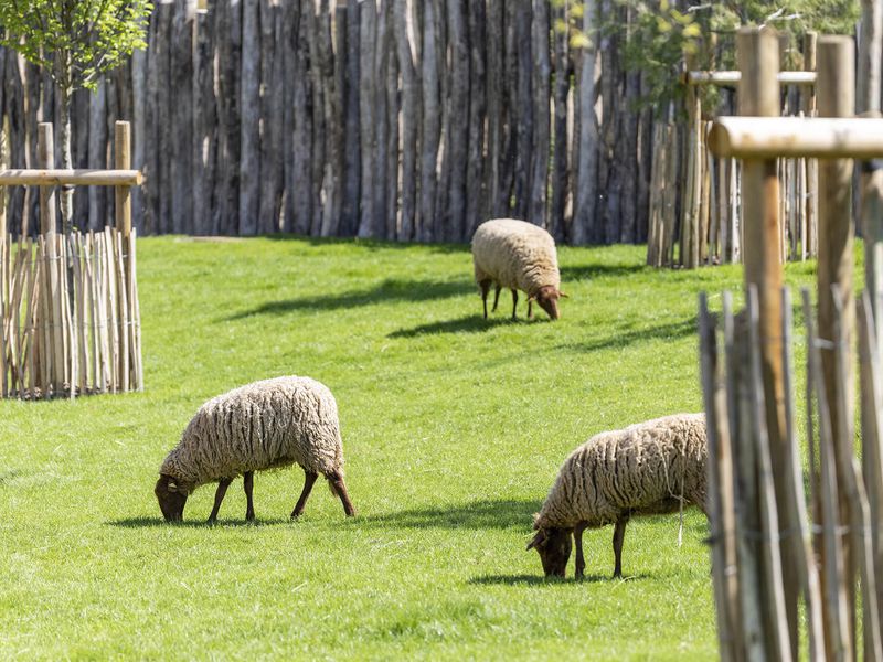 Mouton solognot - Les animaux de ferme Bucolia - ZooParc de Beauval Mouton solognot - Les animaux de ferme Bucolia - ZooParc de Beauval